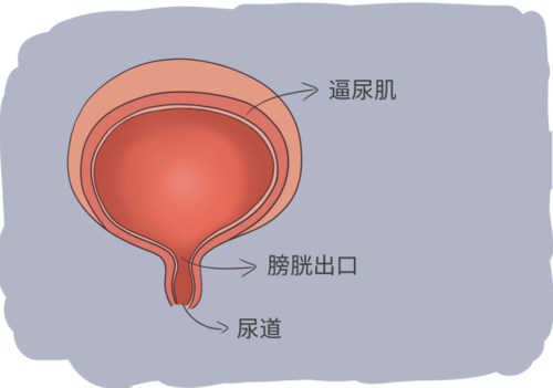 女性尿地方 小便图片